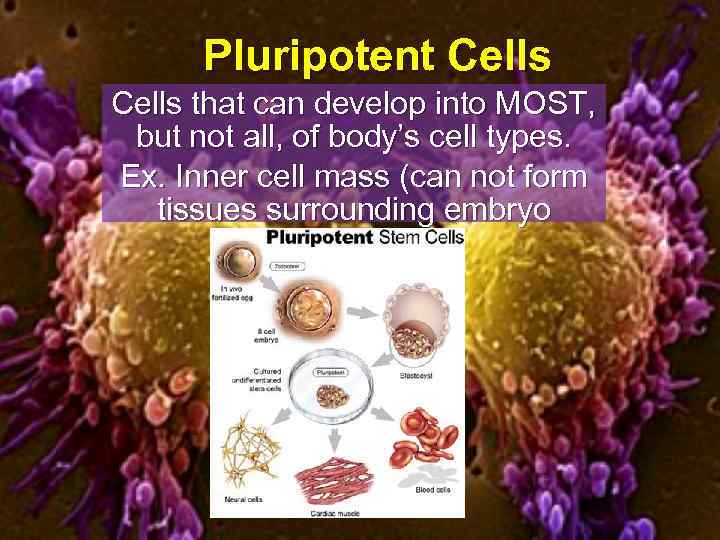 Pluripotent Cells that can develop into MOST, but not all, of body’s cell types.