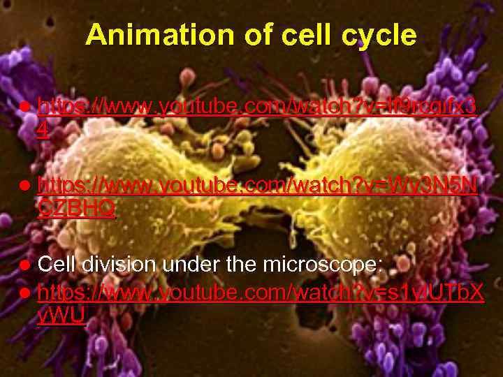 Animation of cell cycle l https: //www. youtube. com/watch? v=lf 9 rcqifx 3 4
