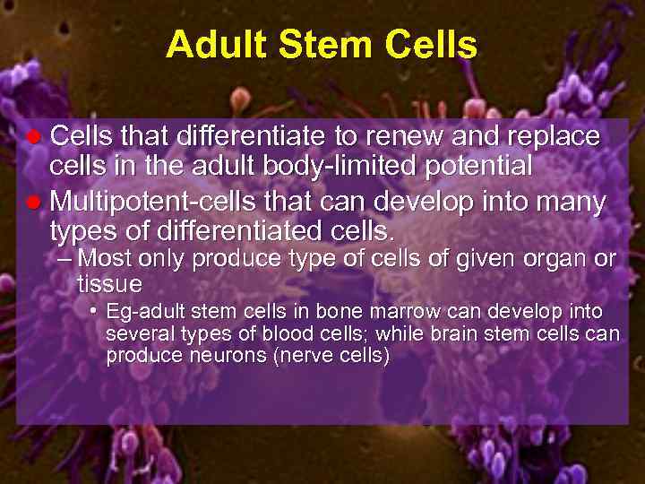Adult Stem Cells l Cells that differentiate to renew and replace cells in the