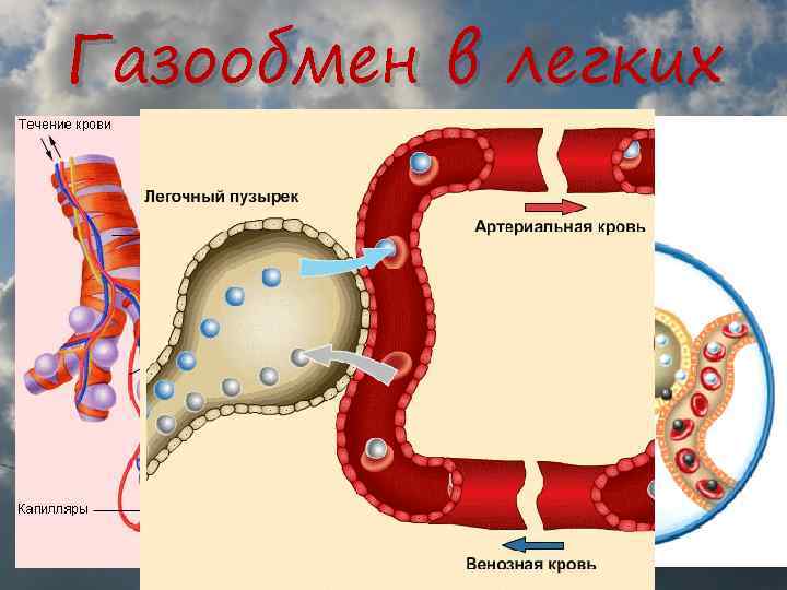 Газообмен в легких 