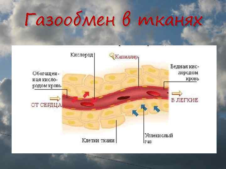 Газообмен в тканях 