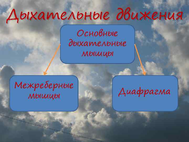 Дыхательные движения Основные дыхательные мышцы Межреберные мышцы Диафрагма 