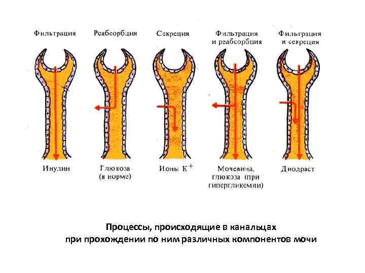 Процессы, происходящие в канальцах при прохождении по ним различных компонентов мочи 