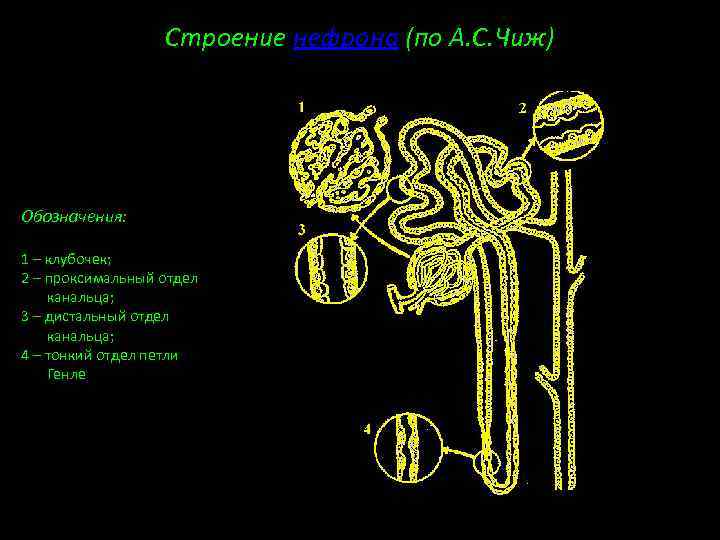 Строение нефрона (по А. С. Чиж) Обозначения: 1 – клубочек; 2 – проксимальный отдел