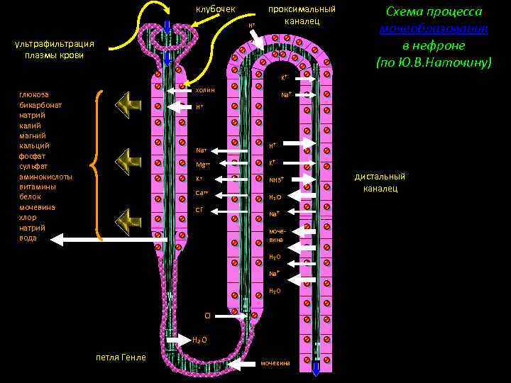 клубочек H+ проксимальный каналец ультрафильтрация плазмы крови Схема процесса мочеобразования в нефроне (по Ю.