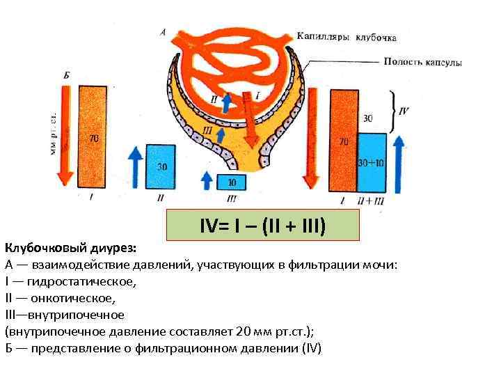 IV= I – (II + III) Клубочковый диурез: А — взаимодействие давлений, участвующих в