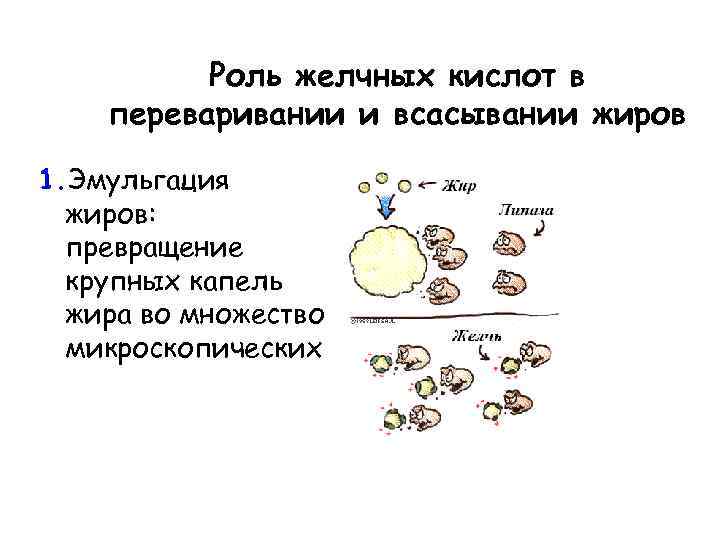 Роль желчных кислот в переваривании и всасывании жиров 1. Эмульгация жиров: превращение крупных капель