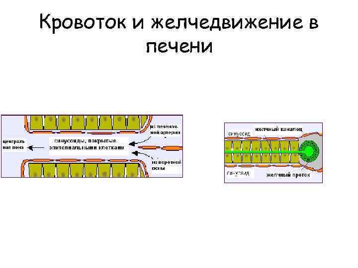 Кровоток и желчедвижение в печени 