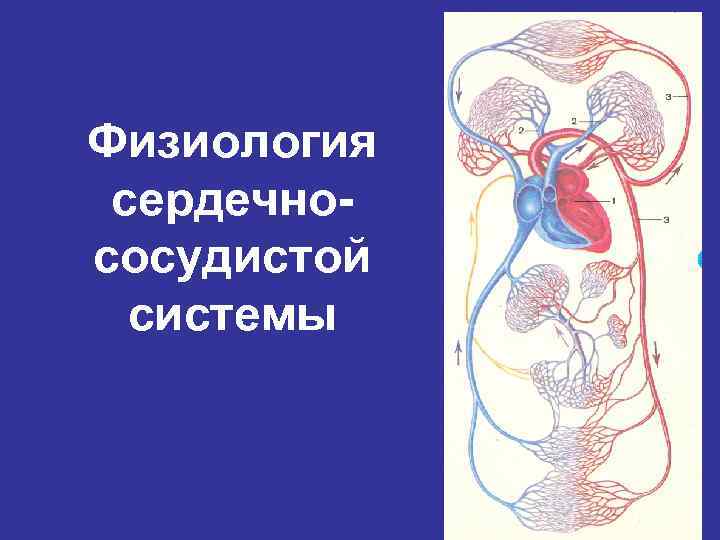 Физиология сердечнососудистой системы 