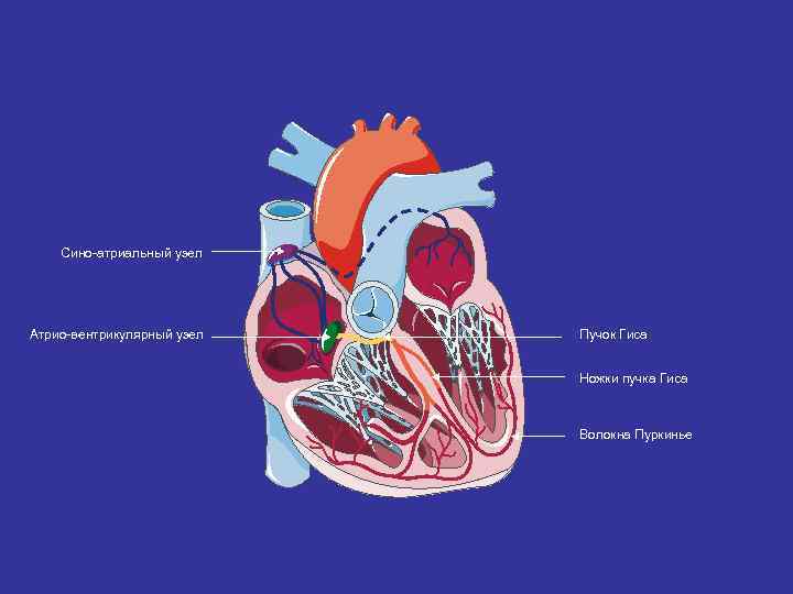 Сино-атриальный узел Атрио-вентрикулярный узел Пучок Гиса Ножки пучка Гиса Волокна Пуркинье 