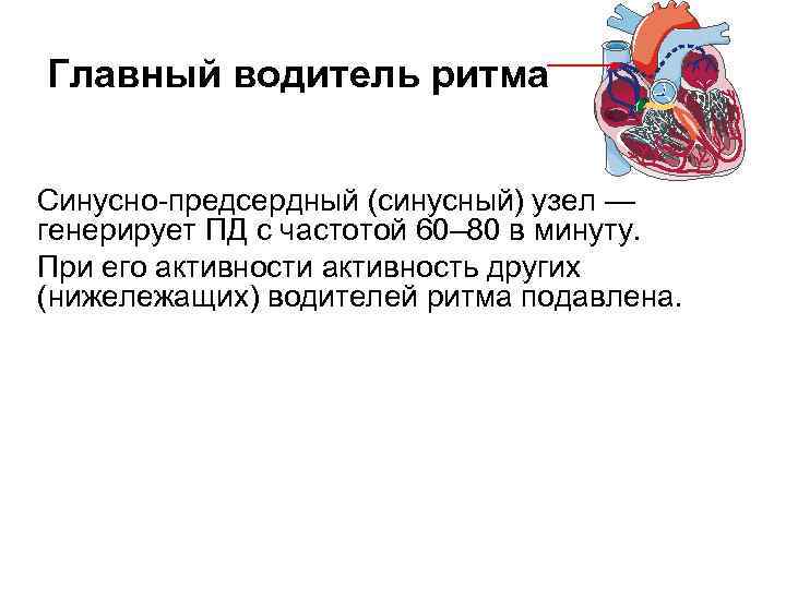 Главный водитель ритма Синусно-предсердный (синусный) узел — генерирует ПД с частотой 60– 80 в