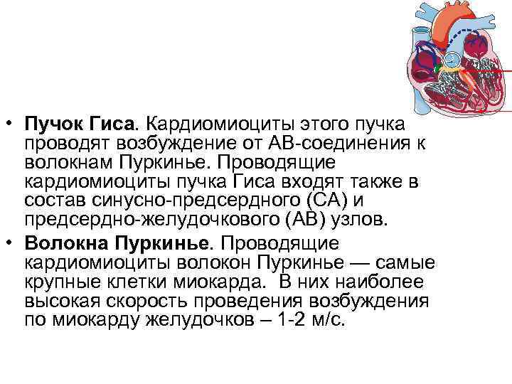  • Пучок Гиса. Кардиомиоциты этого пучка проводят возбуждение от АВ-соединения к волокнам Пуркинье.