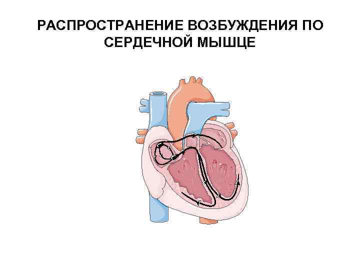 РАСПРОСТРАНЕНИЕ ВОЗБУЖДЕНИЯ ПО СЕРДЕЧНОЙ МЫШЦЕ 