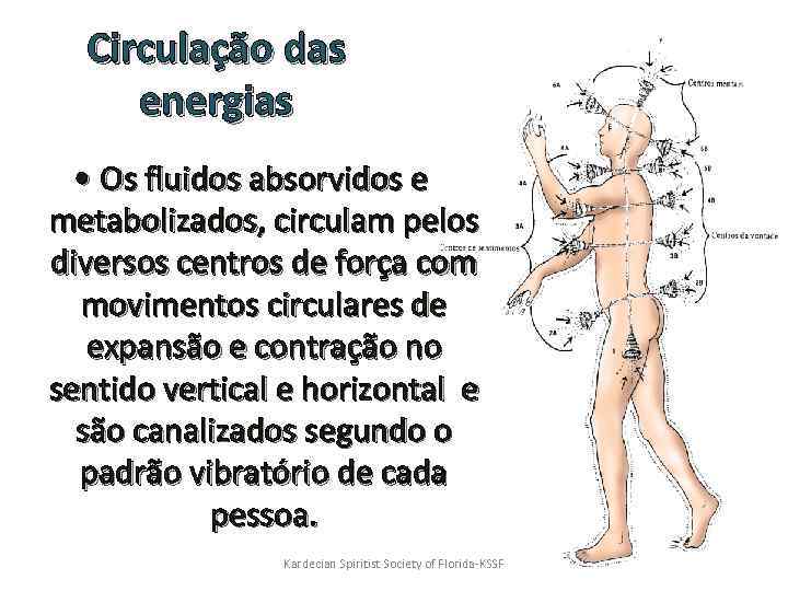 Circulação das energias • Os fluidos absorvidos e metabolizados, circulam pelos diversos centros de