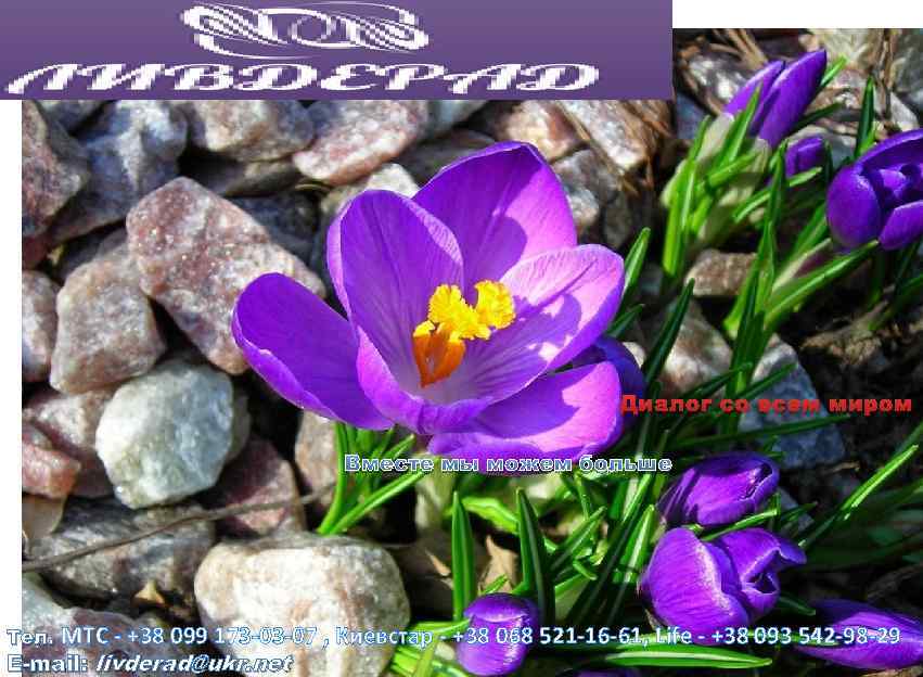 Диалог со всем миром Вместе мы можем больше Тел. МТС - +38 099 173