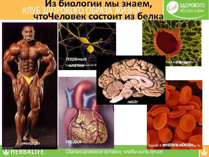 Из биологии мы знаем, что. Человек состоит из белка Нервные клетки легкие мозг мышцы