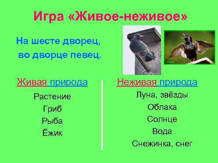 Игра «Живое-неживое» На шесте дворец, во дворце певец. Живая природа Растение Гриб Рыба Ёжик