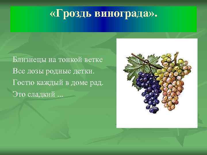  «Гроздь винограда» . Близнецы на тонкой ветке Все лозы родные детки. Гостю каждый
