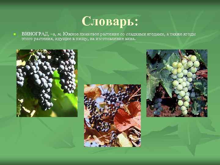 Словарь: n ВИНОГРАД, –а, м. Южное лиановое растение со сладкими ягодами, а также ягоды