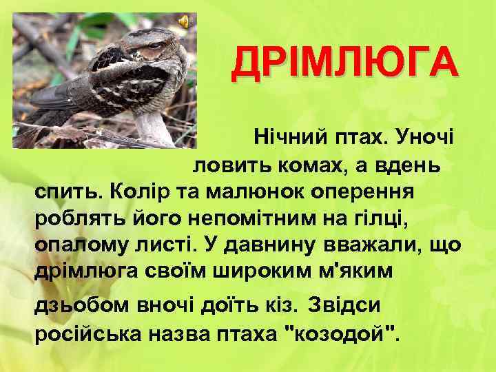 ДРІМЛЮГА Нічний птах. Уночі ловить комах, а вдень спить. Колір та малюнок оперення роблять