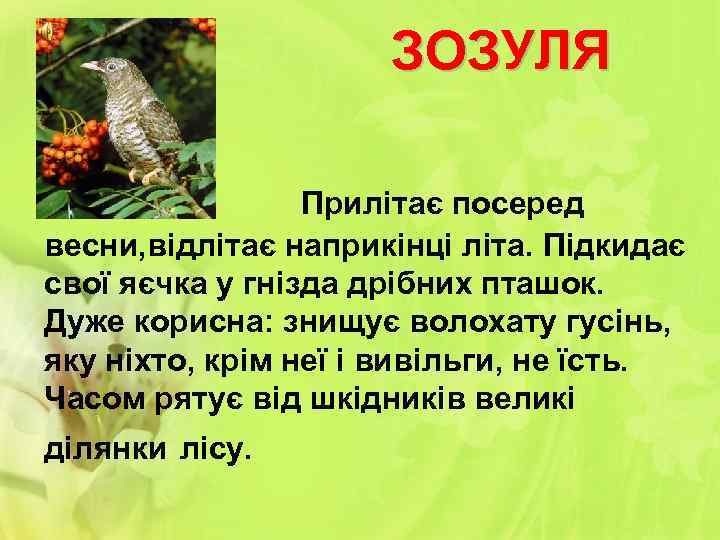 ЗОЗУЛЯ Прилітає посеред весни, відлітає наприкінці літа. Підкидає свої яєчка у гнізда дрібних пташок.