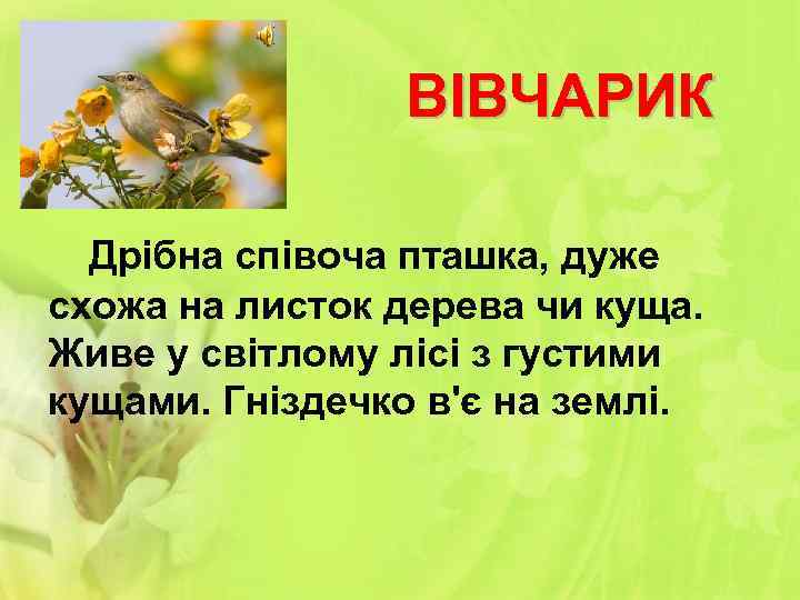 ВІВЧАРИК Дрібна співоча пташка, дуже схожа на листок дерева чи куща. Живе у світлому