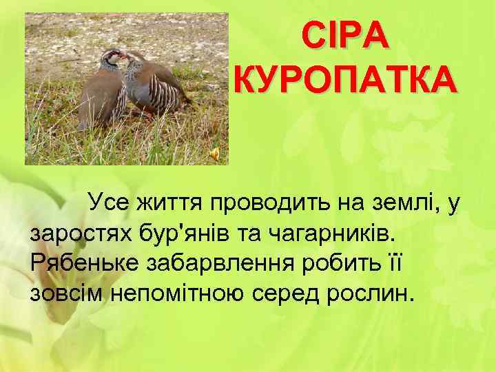 СІРА КУРОПАТКА Усе життя проводить на землі, у заростях бур'янів та чагарників. Рябеньке забарвлення