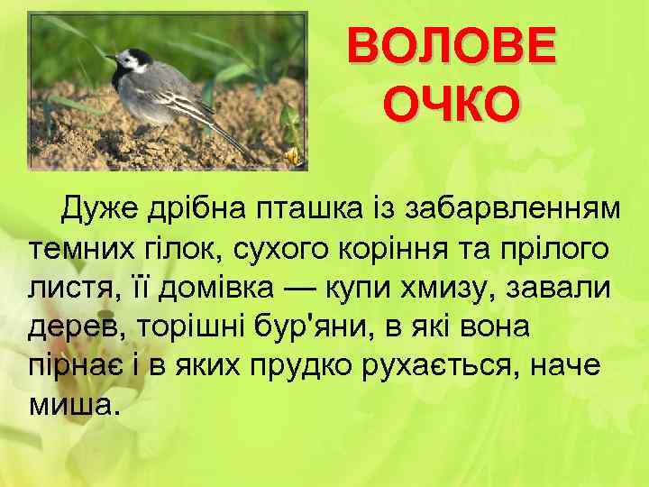 ВОЛОВЕ ОЧКО Дуже дрібна пташка із забарвленням темних гілок, сухого коріння та прілого листя,