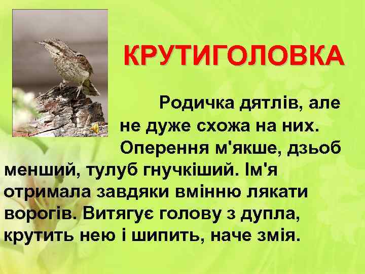 КРУТИГОЛОВКА Родичка дятлів, але не дуже схожа на них. Оперення м'якше, дзьоб менший, тулуб