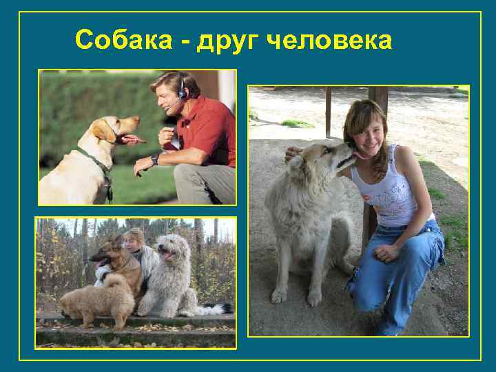 Собака - друг человека 