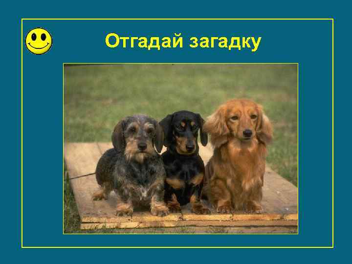 Отгадай загадку С хозяином дружит, Дом сторожит, Живёт под крылечком , А хвост колечком.