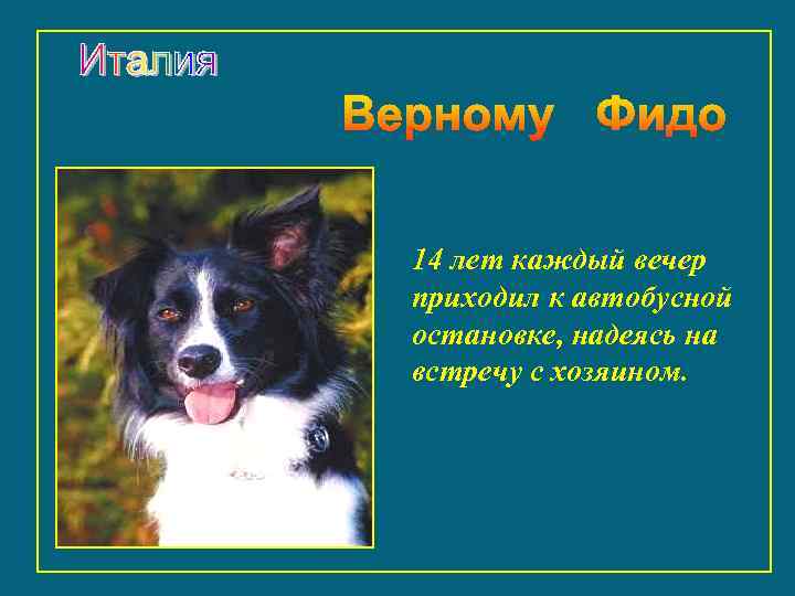 14 лет каждый вечер приходил к автобусной остановке, надеясь на встречу с хозяином. 