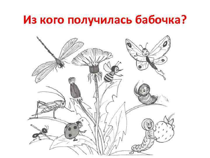 Из кого получилась бабочка? 