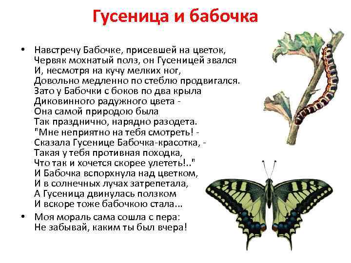 Гусеница и бабочка • Навстречу Бабочке, присевшей на цветок, Червяк мохнатый полз, он Гусеницей