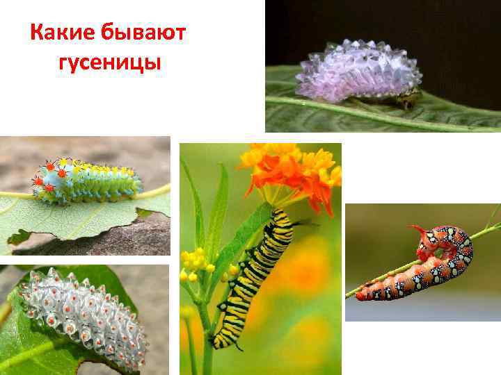 Какие бывают гусеницы 