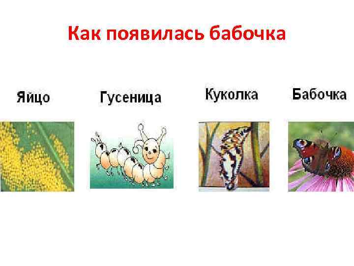 Как появилась бабочка 