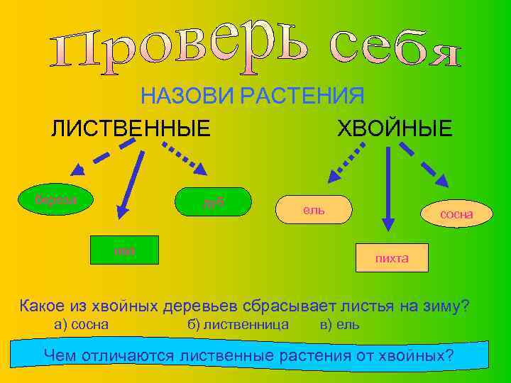 НАЗОВИ РАСТЕНИЯ ЛИСТВЕННЫЕ ХВОЙНЫЕ береза дуб ель ива сосна пихта Какое из хвойных деревьев