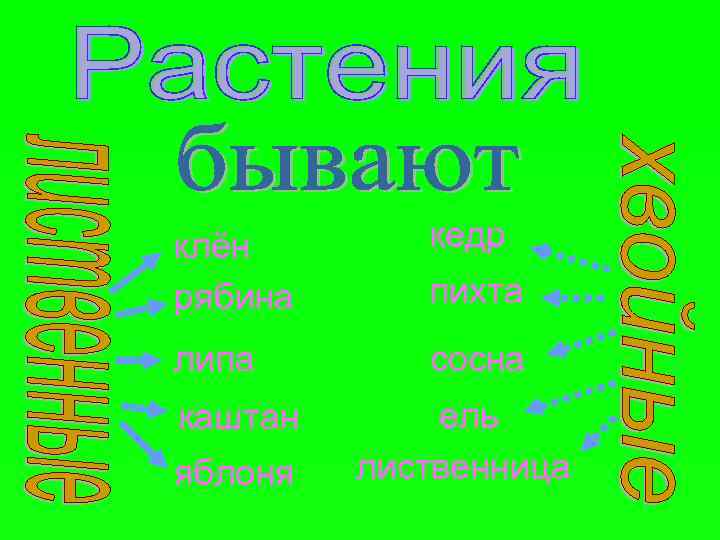 клён рябина кедр липа сосна каштан яблоня пихта ель лиственница 