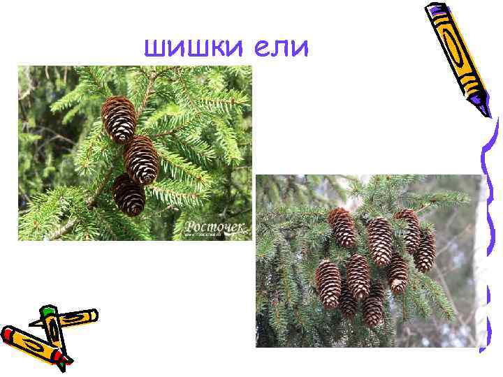 шишки ели 