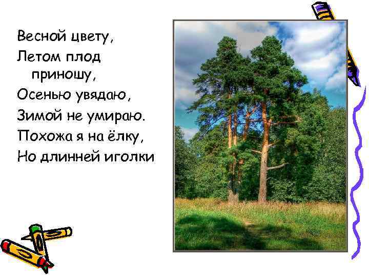 Весной цвету, Летом плод приношу, Осенью увядаю, Зимой не умираю. Похожа я на ёлку,