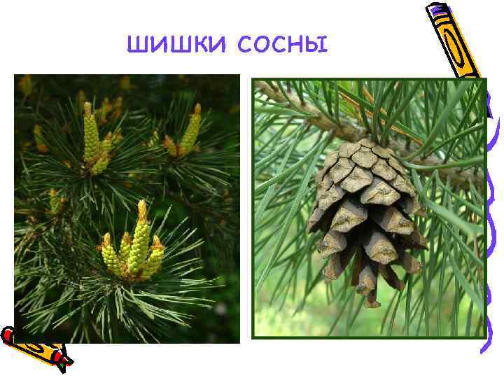 шишки сосны 