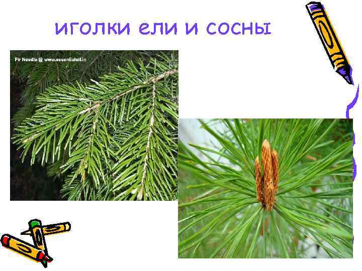 иголки ели и сосны 