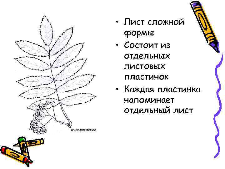  • Лист сложной формы • Состоит из отдельных листовых пластинок • Каждая пластинка