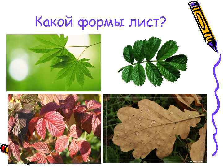 Какой формы лист? 