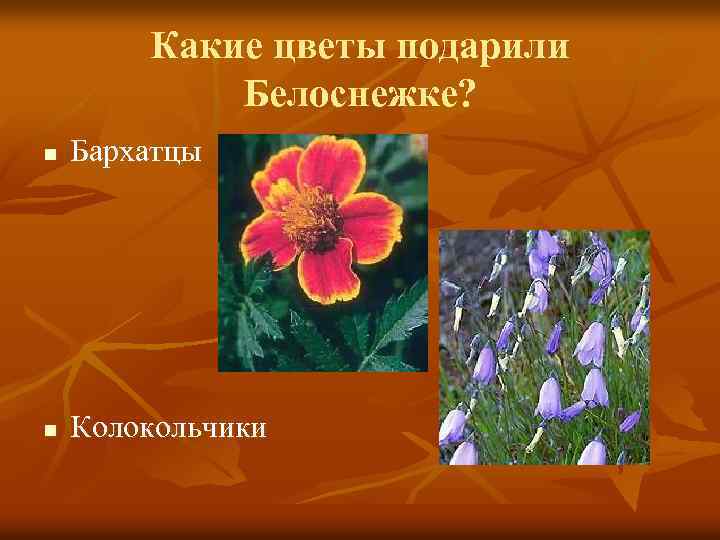 Какие цветы подарили Белоснежке? n Бархатцы n Колокольчики 