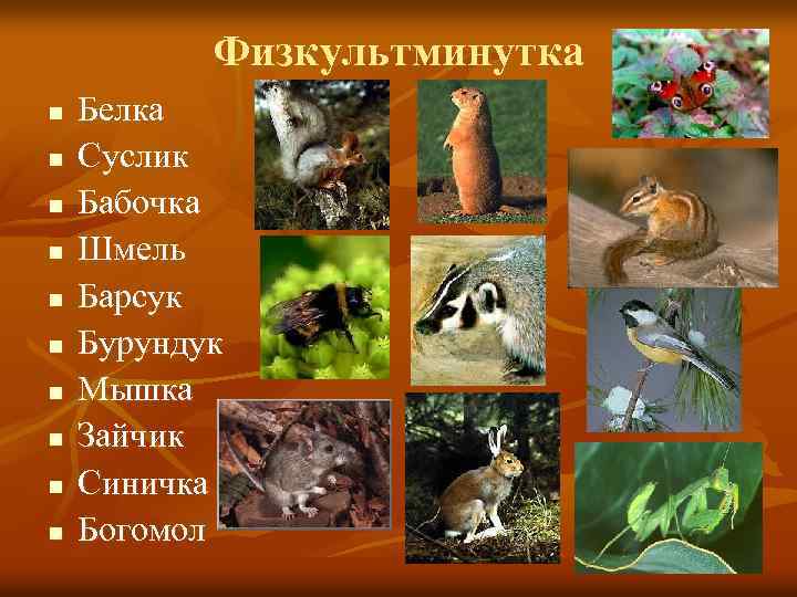 Физкультминутка n n n n n Белка Суслик Бабочка Шмель Барсук Бурундук Мышка Зайчик