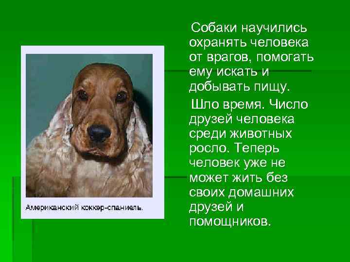 Собаки научились охранять человека от врагов, помогать ему искать и добывать пищу. Шло время.