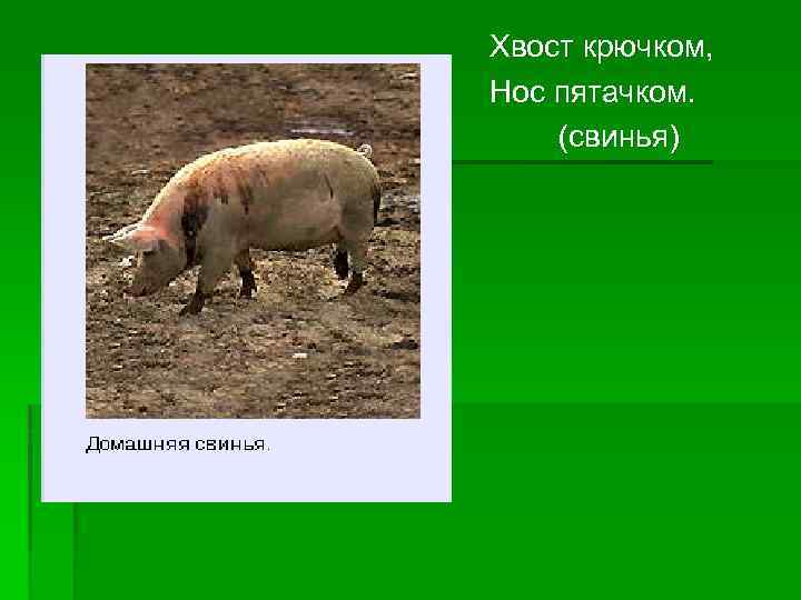 Хвост крючком, Нос пятачком. (свинья) 