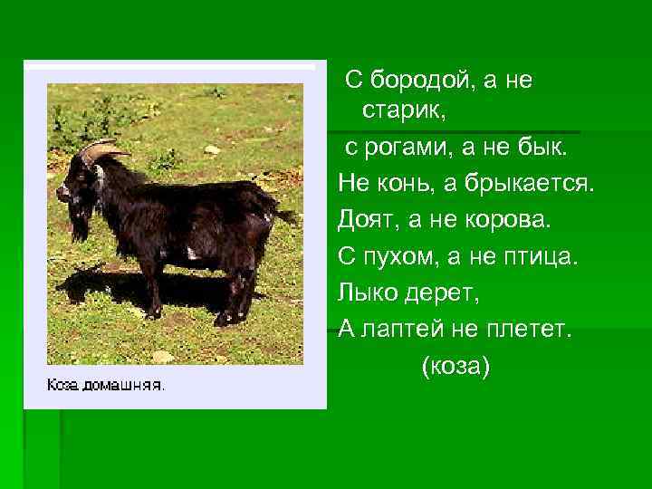 С бородой, а не старик, с рогами, а не бык. Не конь, а брыкается.