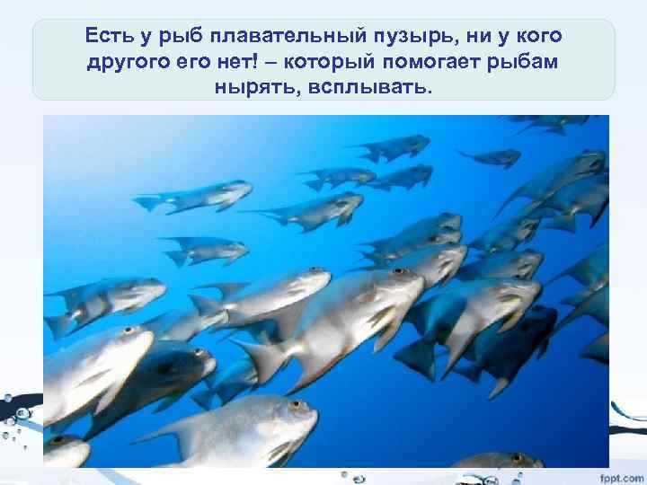 Есть у рыб плавательный пузырь, ни у кого другого его нет! – который помогает